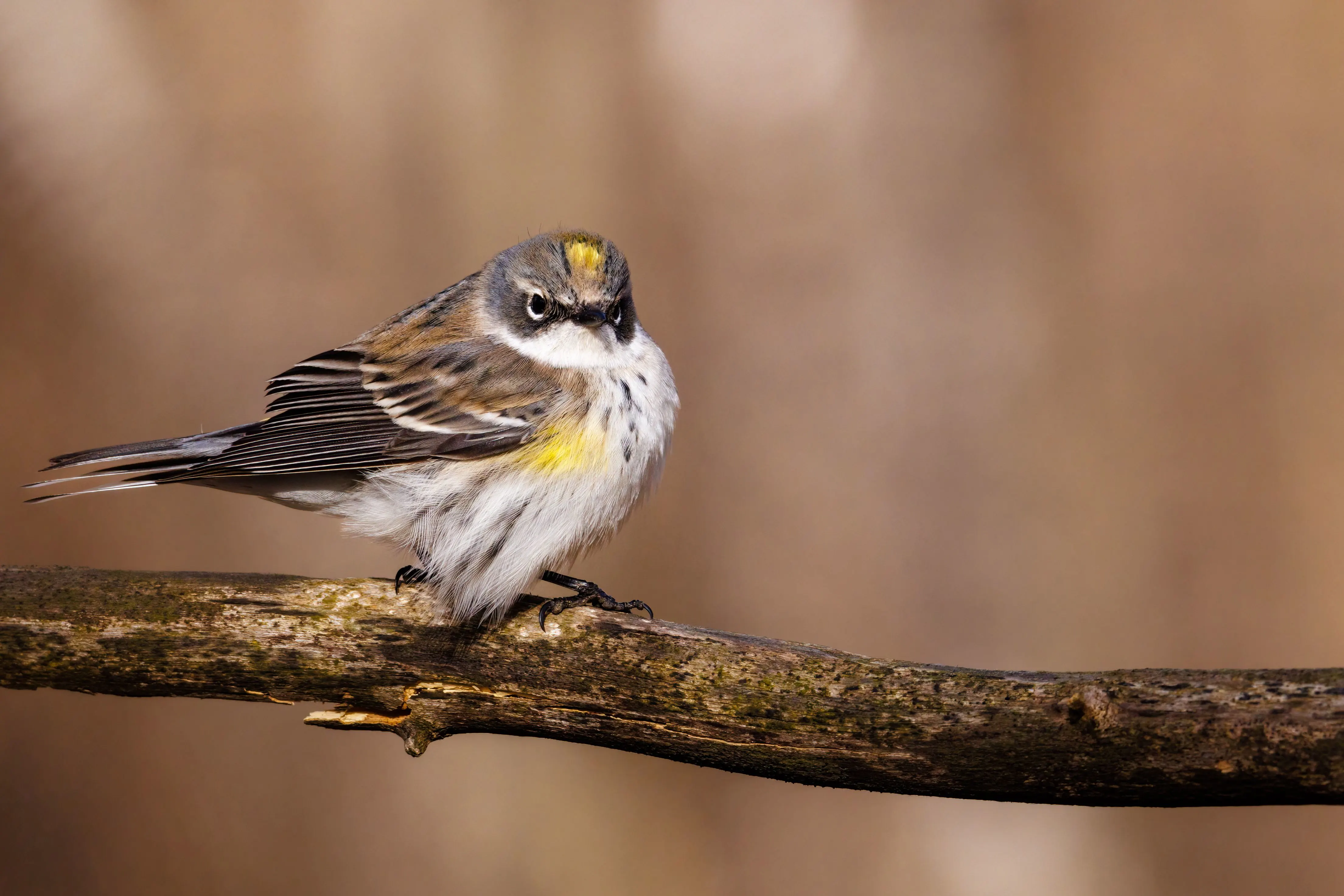 Small grey-brown bird with yellow patches perched on a bare branch